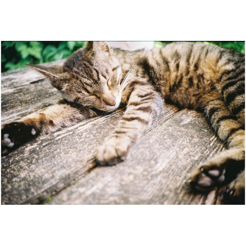 Aparat Lomo MC-A / srebrny