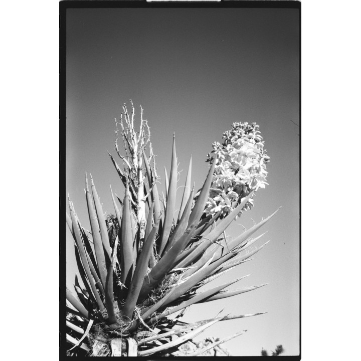 Film OptiMono 100 / 36