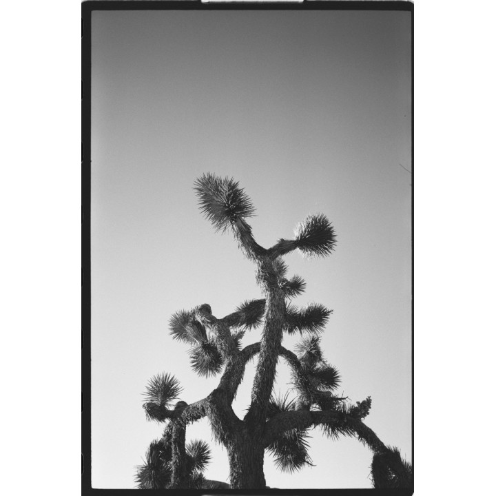 Film OptiMono 100 / 36