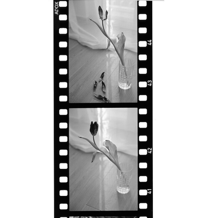 Film ADOX Scala 50 / 36