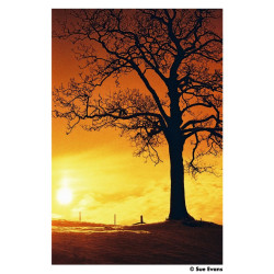 Film Harman Red 125 / 36