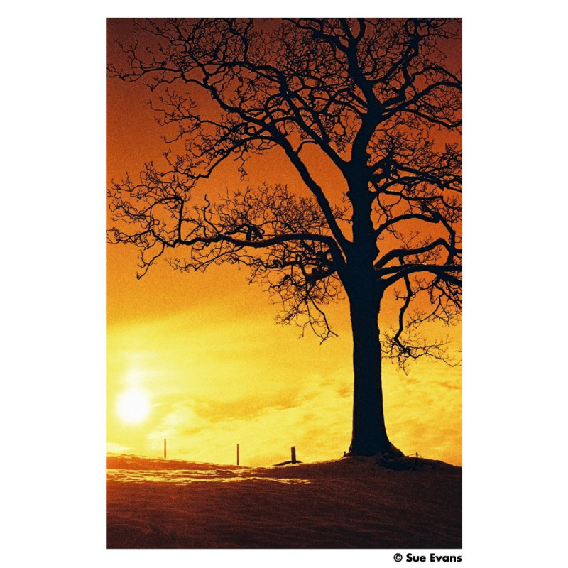 Film Harman Red 125 / 36