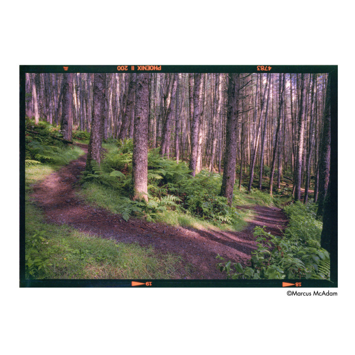 Film Harman Phoenix II 200 / 36